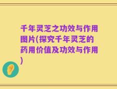 千年灵芝之功效与作用图片(探究千年灵芝的药用价值及功效与作用)