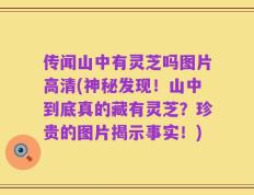 传闻山中有灵芝吗图片高清(神秘发现！山中到底真的藏有灵芝？珍贵的图片揭示事实！)