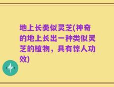 地上长类似灵芝(神奇的地上长出一种类似灵芝的植物，具有惊人功效)