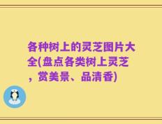 各种树上的灵芝图片大全(盘点各类树上灵芝，赏美景、品清香)