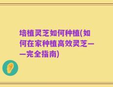 培植灵芝如何种植(如何在家种植高效灵芝——完全指南)