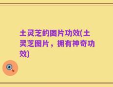 土灵芝的图片功效(土灵芝图片，拥有神奇功效)