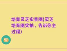 培育灵芝实景图(灵芝培育图实拍，告诉你全过程)