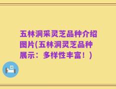 五林洞采灵芝品种介绍图片(五林洞灵芝品种展示：多样性丰富！)