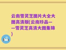 云南雪灵芝图片大全大图高清版(云南珍品——雪灵芝高清大图集锦)