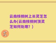 云南核桃树上长灵芝怎么办(云南核桃树顶灵芝如何处理？)
