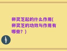 卵灵芝起的什么作用(卵灵芝的功效与作用有哪些？)