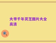 大爷千年灵芝图片大全高清