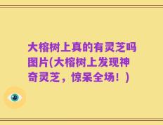 大榕树上真的有灵芝吗图片(大榕树上发现神奇灵芝，惊呆全场！)