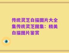 传统灵芝白描图片大全集传统灵芝图集：精美白描图片鉴赏