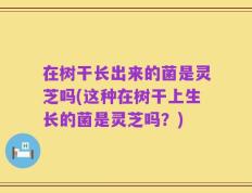 在树干长出来的菌是灵芝吗(这种在树干上生长的菌是灵芝吗？)