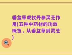 垂盆草虎杖丹参灵芝作用(五种中药材的功效概览，从垂盆草到灵芝)