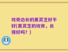 坟旁边长的黑灵芝好不好(黑灵芝的坟旁，长得好吗？)