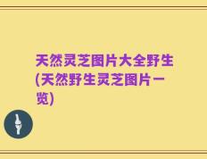 天然灵芝图片大全野生(天然野生灵芝图片一览)