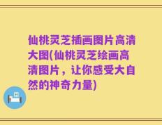 仙桃灵芝插画图片高清大图(仙桃灵芝绘画高清图片，让你感受大自然的神奇力量)