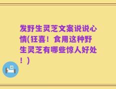 发野生灵芝文案说说心情(狂喜！食用这种野生灵芝有哪些惊人好处！)