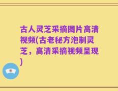 古人灵芝采摘图片高清视频(古老秘方泡制灵芝，高清采摘视频呈现)