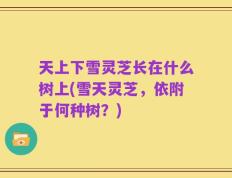 天上下雪灵芝长在什么树上(雪天灵芝，依附于何种树？)