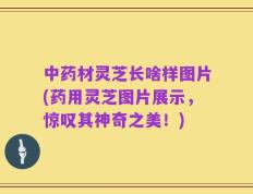 中药材灵芝长啥样图片(药用灵芝图片展示，惊叹其神奇之美！)