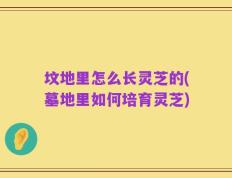 坟地里怎么长灵芝的(墓地里如何培育灵芝)