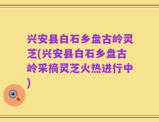 兴安县白石乡盘古岭灵芝(兴安县白石乡盘古岭采摘灵芝火热进行中)
