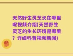天然野生灵芝长在哪里呢视频介绍(天然野生灵芝的生长环境是哪里？详细科普视频新闻)