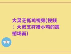 大灵芝抓鸡视频(视频：大灵芝狩猎小鸡的震撼场面)