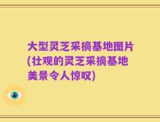 大型灵芝采摘基地图片(壮观的灵芝采摘基地美景令人惊叹)