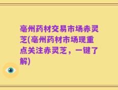 亳州药材交易市场赤灵芝(亳州药材市场现重点关注赤灵芝，一键了解)