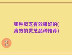 哪种灵芝有效果好的(高效的灵芝品种推荐)