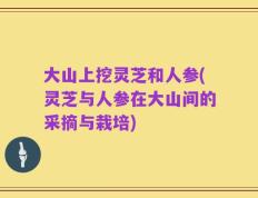 大山上挖灵芝和人参(灵芝与人参在大山间的采摘与栽培)