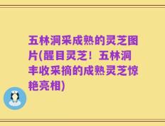 五林洞采成熟的灵芝图片(醒目灵芝！五林洞丰收采摘的成熟灵芝惊艳亮相)