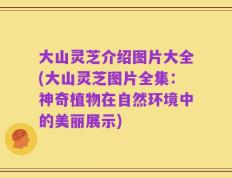 大山灵芝介绍图片大全(大山灵芝图片全集：神奇植物在自然环境中的美丽展示)