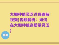 大棚种植灵芝过程图解视频(视频解析：如何在大棚种植高质量灵芝)