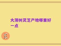 大薄树灵芝产地哪里好一点