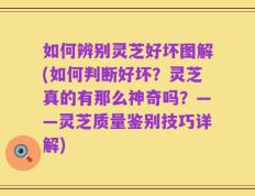 如何辨别灵芝好坏图解(如何判断好坏？灵芝真的有那么神奇吗？——灵芝质量鉴别技巧详解)