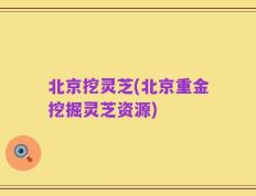 北京挖灵芝(北京重金挖掘灵芝资源)