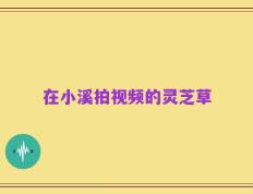 在小溪拍视频的灵芝草