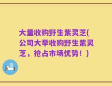 大量收购野生紫灵芝(公司大举收购野生紫灵芝，抢占市场优势！)