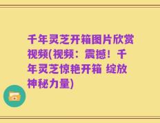 千年灵芝开箱图片欣赏视频(视频：震撼！千年灵芝惊艳开箱 绽放神秘力量)