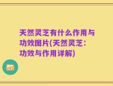 天然灵芝有什么作用与功效图片(天然灵芝：功效与作用详解)