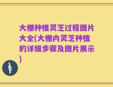 大棚种植灵芝过程图片大全(大棚内灵芝种植的详细步骤及图片展示)