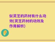 似灵芝的药材有什么功效(灵芝药材的功效及作用解析)