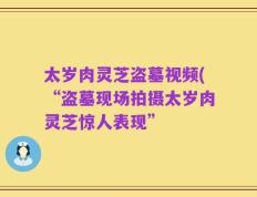太岁肉灵芝盗墓视频(“盗墓现场拍摄太岁肉灵芝惊人表现”