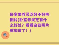 卧室里养灵芝好不好呢图片(卧室养灵芝有什么好处？看看这些照片就知道了！)
