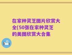 在家种灵芝图片欣赏大全(50张在家种灵芝的美图欣赏大合集
