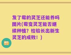 发了霉的灵芝还能养吗图片(霉变灵芝能否继续种植？检验长出新生灵芝的成败！)