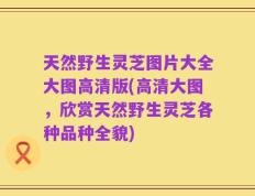 天然野生灵芝图片大全大图高清版(高清大图，欣赏天然野生灵芝各种品种全貌)