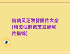 仙鹤灵芝发簪图片大全(精美仙鹤灵芝发簪照片集锦)