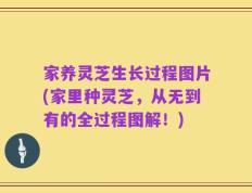 家养灵芝生长过程图片(家里种灵芝，从无到有的全过程图解！)
